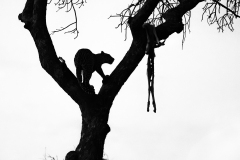 A129574-Edit