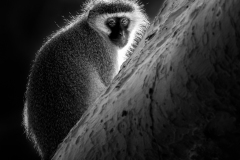 A1_6312-Edit