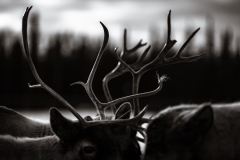 A1_8881-Edit-Edit-Edit