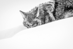 A928199-Edit-Edit
