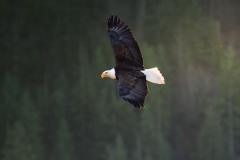 55019806801_371f26b753_o