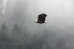 55020125375_527cbf2c7a_o