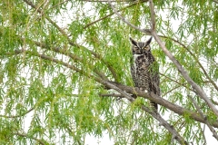 Great-Horned-Owl