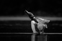 Shake-it-Off