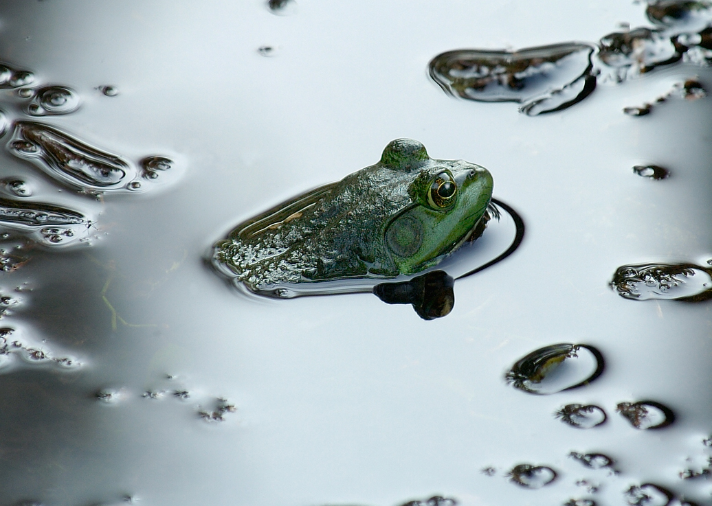 Swamp-frog copy