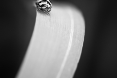 A7R5235-Edit-Edit