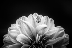 A923683-Edit-Edit-Edit