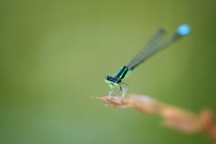 Blue-Dragonfly-copy