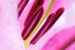 DSF6287-Edit-copy