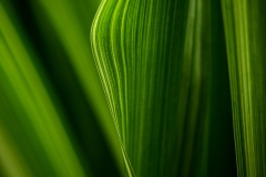 DSF6356-Edit-copy