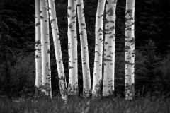 A1_1667-Edit