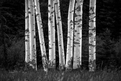 A1_1667-Edit