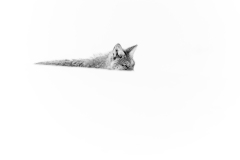 A1_6856-ARW_DxO_DeepPRIME-Edit